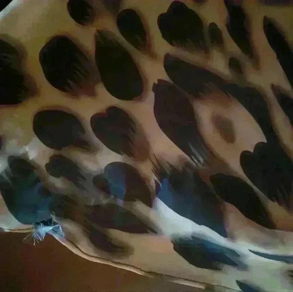 LaFemme Gown/ Dress Leopard Print Size 0 - Picture 13 of 16